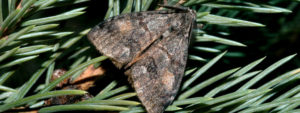 tussock moth claims insects pests