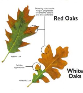 How to tell if your oak has Oak Wilt- Proline Equipment