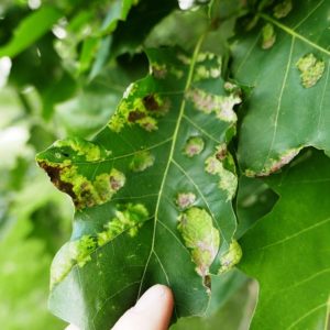 Common Midwest Oak Tree Diseases: Oak Leaf Blister | ProLine™ Nursery