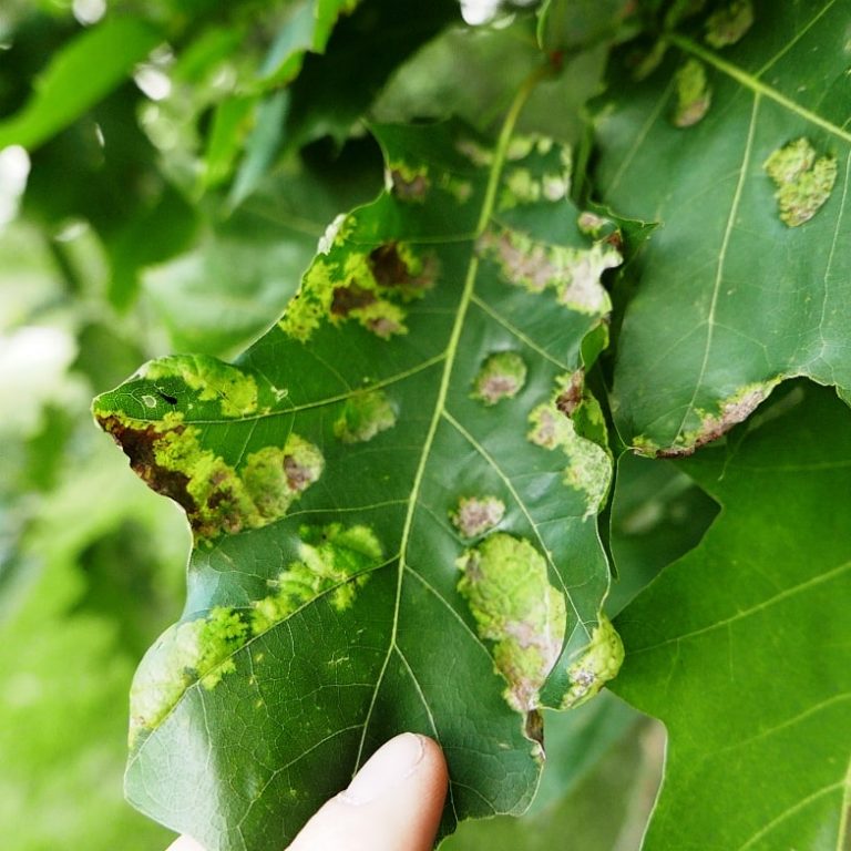 Common Midwest Oak Tree Diseases Oak Leaf Blister Proline™ Nursery Equipment 